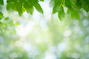 Green,Leaf,Nature,On,Blurred,Greenery,Background.,Beautiful,Leaf,Texture